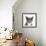 Blue-And-White Burmese-Cross Cat, Levi, Head Portrait-Mark Taylor-Framed Photographic Print displayed on a wall