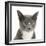 Blue-And-White Burmese-Cross Cat, Levi, Head Portrait-Mark Taylor-Framed Photographic Print
