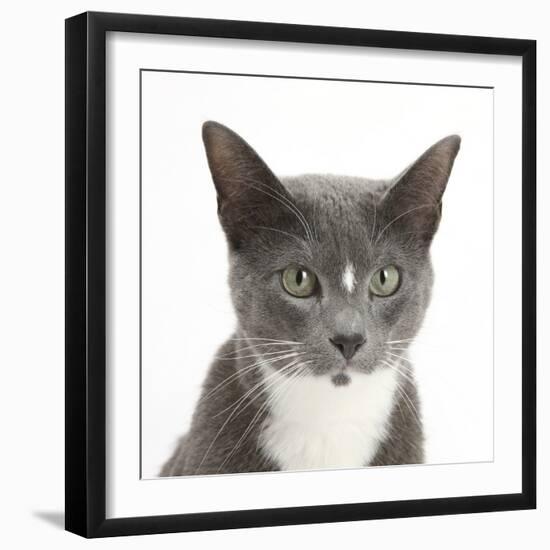 Blue-And-White Burmese-Cross Cat, Levi, Head Portrait-Mark Taylor-Framed Photographic Print