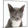 Blue-And-White Burmese-Cross Cat, Levi, Head Portrait-Mark Taylor-Mounted Photographic Print