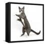 Blue-And-White Burmese-Cross Cat, Levi, Reaching Up-Mark Taylor-Framed Stretched Canvas