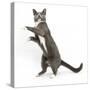 Blue-And-White Burmese-Cross Cat, Levi, Reaching Up-Mark Taylor-Stretched Canvas