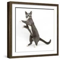 Blue-And-White Burmese-Cross Cat, Levi, Reaching Up-Mark Taylor-Framed Photographic Print