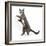 Blue-And-White Burmese-Cross Cat, Levi, Reaching Up-Mark Taylor-Framed Photographic Print