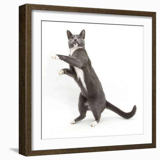 Blue-And-White Burmese-Cross Cat, Levi, Reaching Up-Mark Taylor-Framed Photographic Print