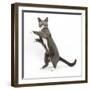 Blue-And-White Burmese-Cross Cat, Levi, Reaching Up-Mark Taylor-Framed Photographic Print