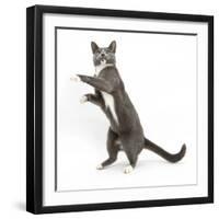 Blue-And-White Burmese-Cross Cat, Levi, Reaching Up-Mark Taylor-Framed Photographic Print