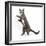 Blue-And-White Burmese-Cross Cat, Levi, Reaching Up-Mark Taylor-Framed Photographic Print