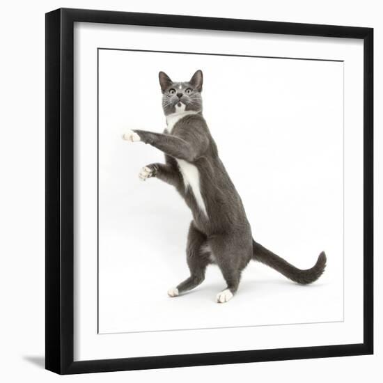 Blue-And-White Burmese-Cross Cat, Levi, Reaching Up-Mark Taylor-Framed Photographic Print