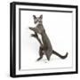 Blue-And-White Burmese-Cross Cat, Levi, Reaching Up-Mark Taylor-Framed Photographic Print