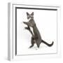 Blue-And-White Burmese-Cross Cat, Levi, Reaching Up-Mark Taylor-Framed Photographic Print