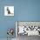 Blue-And-White Burmese-Cross Cat, Levi, Reaching Up-Mark Taylor-Mounted Photographic Print displayed on a wall