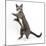 Blue-And-White Burmese-Cross Cat, Levi, Reaching Up-Mark Taylor-Mounted Photographic Print