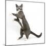 Blue-And-White Burmese-Cross Cat, Levi, Reaching Up-Mark Taylor-Mounted Photographic Print