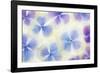 Blue and White Hydrangea Flowers-Cora Niele-Framed Photographic Print