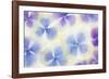 Blue and White Hydrangea Flowers-Cora Niele-Framed Photographic Print