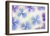 Blue and White Hydrangea Flowers-Cora Niele-Framed Photographic Print