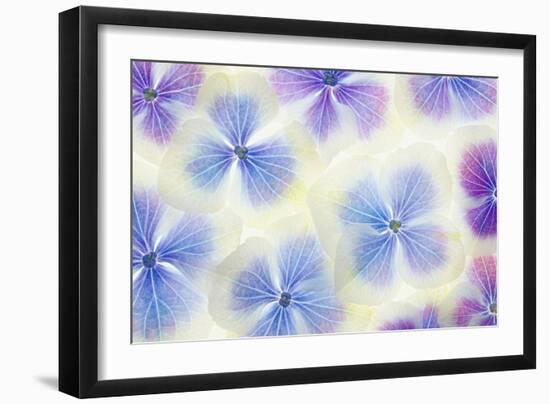 Blue and White Hydrangea Flowers-Cora Niele-Framed Photographic Print