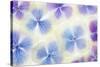 Blue and White Hydrangea Flowers-Cora Niele-Stretched Canvas