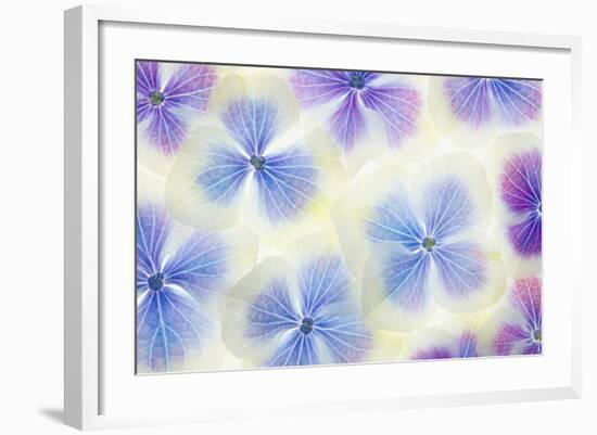 Blue and White Hydrangea Flowers-Cora Niele-Framed Photographic Print