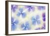 Blue and White Hydrangea Flowers-Cora Niele-Framed Photographic Print