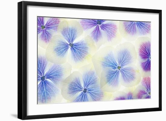 Blue and White Hydrangea Flowers-Cora Niele-Framed Photographic Print