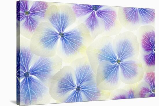 Blue and White Hydrangea Flowers-Cora Niele-Stretched Canvas
