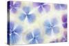 Blue and White Hydrangea Flowers-Cora Niele-Stretched Canvas