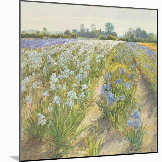 Blue and White Irises, Wortham-Timothy Easton-Mounted Giclee Print