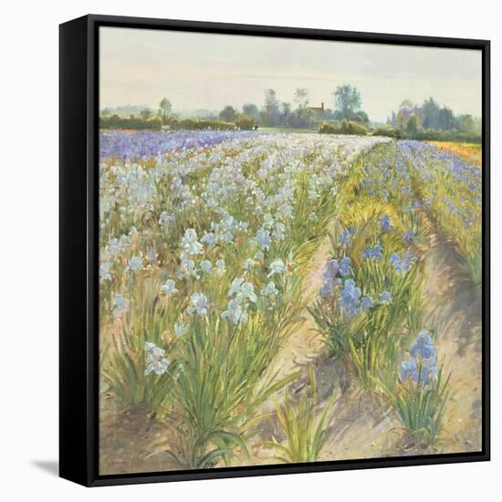 Blue and White Irises, Wortham-Timothy Easton-Framed Stretched Canvas