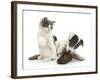 Blue-And-White Jack Russell Terrier Pup, Chewing a Shoe with Playful Blue-And-White Kitten-Mark Taylor-Framed Photographic Print