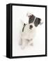 Blue-And-White Jack Russell Terrier Puppy, Scamp. 2008-Mark Taylor-Framed Stretched Canvas