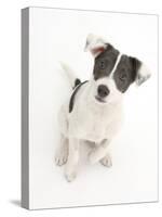 Blue-And-White Jack Russell Terrier Puppy, Scamp. 2008-Mark Taylor-Stretched Canvas