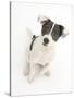 Blue-And-White Jack Russell Terrier Puppy, Scamp. 2008-Mark Taylor-Stretched Canvas