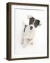 Blue-And-White Jack Russell Terrier Puppy, Scamp. 2008-Mark Taylor-Framed Photographic Print