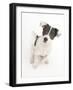 Blue-And-White Jack Russell Terrier Puppy, Scamp. 2008-Mark Taylor-Framed Photographic Print