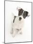 Blue-And-White Jack Russell Terrier Puppy, Scamp. 2008-Mark Taylor-Mounted Photographic Print