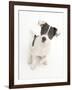 Blue-And-White Jack Russell Terrier Puppy, Scamp. 2008-Mark Taylor-Framed Photographic Print