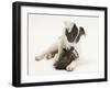 Blue-And-White Jack Russell Terrier Puppy, Scamp, Chewing a Child's Shoe-Mark Taylor-Framed Photographic Print