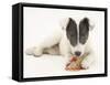 Blue-And-White Jack Russell Terrier Puppy, Scamp, Chewing a Rawhide Shoe-Mark Taylor-Framed Stretched Canvas