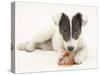 Blue-And-White Jack Russell Terrier Puppy, Scamp, Chewing a Rawhide Shoe-Mark Taylor-Stretched Canvas