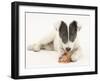 Blue-And-White Jack Russell Terrier Puppy, Scamp, Chewing a Rawhide Shoe-Mark Taylor-Framed Photographic Print