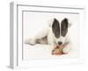 Blue-And-White Jack Russell Terrier Puppy, Scamp, Chewing a Rawhide Shoe-Mark Taylor-Framed Photographic Print