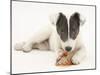 Blue-And-White Jack Russell Terrier Puppy, Scamp, Chewing a Rawhide Shoe-Mark Taylor-Mounted Photographic Print