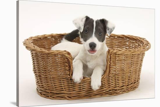 Blue-And-White Jack Russell Terrier Puppy, Scamp, in a Wicker Basket-Mark Taylor-Stretched Canvas