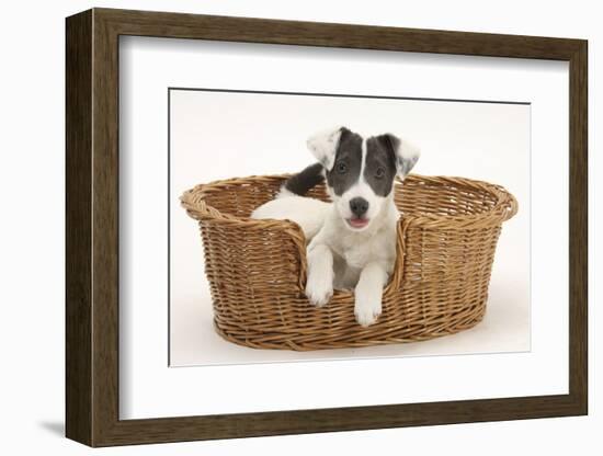 Blue-And-White Jack Russell Terrier Puppy, Scamp, in a Wicker Basket-Mark Taylor-Framed Photographic Print