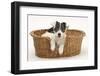 Blue-And-White Jack Russell Terrier Puppy, Scamp, in a Wicker Basket-Mark Taylor-Framed Photographic Print