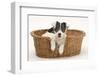 Blue-And-White Jack Russell Terrier Puppy, Scamp, in a Wicker Basket-Mark Taylor-Framed Photographic Print