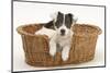 Blue-And-White Jack Russell Terrier Puppy, Scamp, in a Wicker Basket-Mark Taylor-Mounted Photographic Print