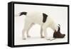 Blue-And-White Jack Russell Terrier Puppy, Scamp, Investigating a Child's Shoe-Mark Taylor-Framed Stretched Canvas